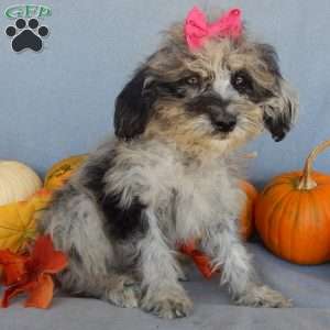 Princess- micro mini, Mini Goldendoodle Puppy